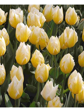 Лале (Tulipa 'Cream Coctail') T36 Лале (Tulipa 'Cream Coctail') T36